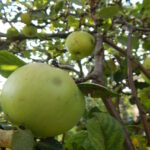Co wyróżnia papierówkę na tle innych odmian jabłoni?